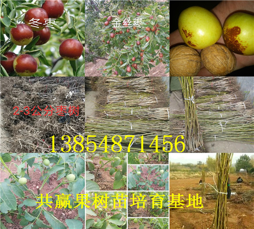 内蒙古乌海杏李子树苗基地卖啥价格、果树苗哪里有售