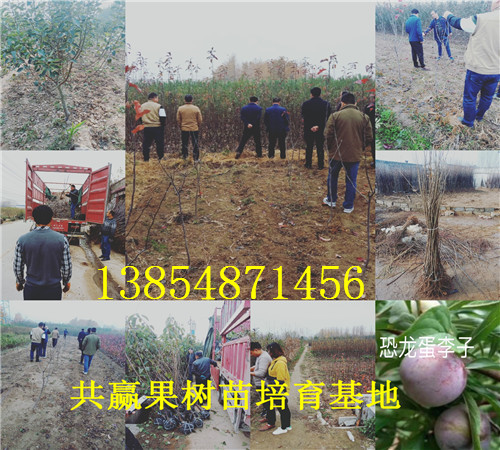 湖北武汉冬枣树苗基地卖啥价格、果树苗哪里有售