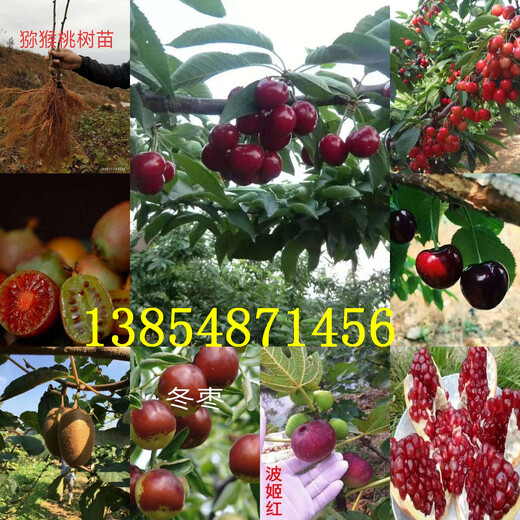 广东江门牛奶草莓苗新品种价格