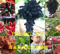 河南鹤壁草莓苗订购优惠图片