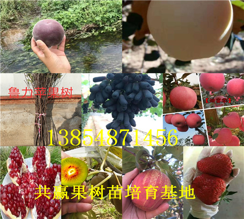 河南濮阳大棚草莓苗批发基地