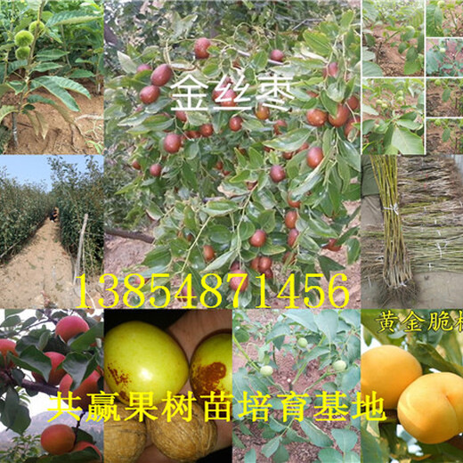 广东汕头妙香草莓苗种植基地报价