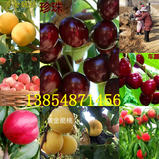 大红枣树苗送货报价、大红枣树苗新品种批发