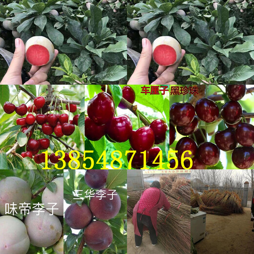 广东河源草莓苗育苗基地