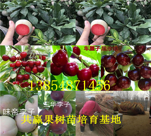 花椒树苗种植技术、花椒树苗新品种批发