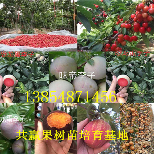 广西崇左红花椒树苗基地卖啥价格、果树苗哪里有售