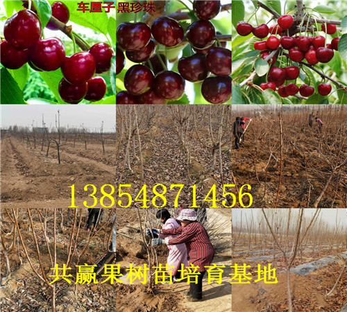 内蒙古锡林郭勒盟枣树苗出售价钱、2年枣树苗哪里才卖