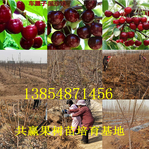 新疆乌鲁木齐草莓种苗基地批发