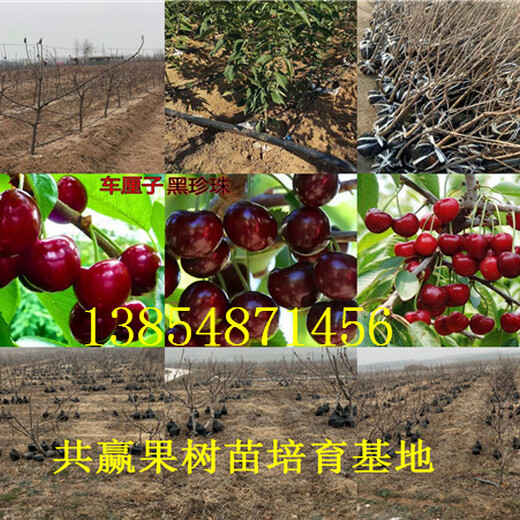 湖北襄阳冬枣树苗基地卖啥价格、果树苗哪里有售