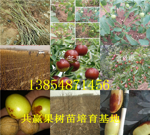 广东中山西梅李子树苗基地卖啥价格、果树苗哪里有售