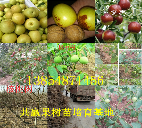 湖南湘潭大棚葡萄树苗基地卖啥价格、果树苗哪里有售