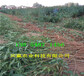 吉林遼源附近10月成熟桃苗多少錢賣