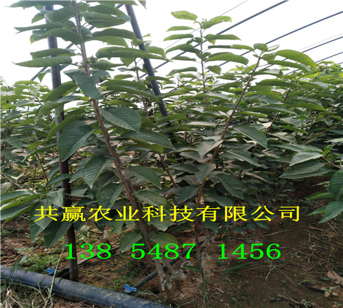 矮化车厘子树苗种植介绍、2-3公分矮化车厘子树苗