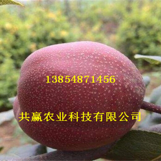 辽宁盘锦新品种梨树多少钱卖一棵