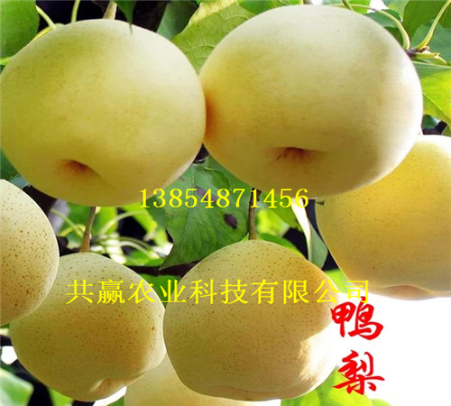 1年6月成熟梨树苗主产区批发价格