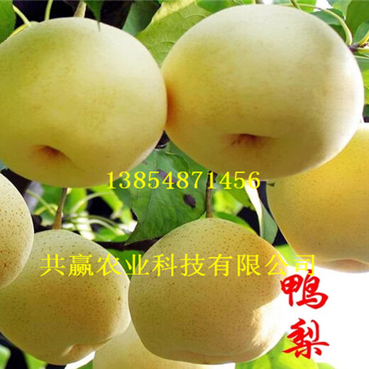 黑龙江七台河新品种梨树一亩土地种植多少棵