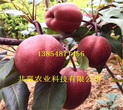 2-3公分晚熟梨苗新品种价格