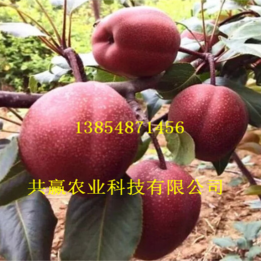 2-3公分6月成熟梨树苗种植效益