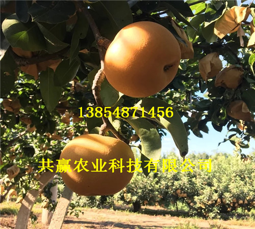 3-5公分翠玉梨树苗订购优惠