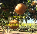 3年秋月梨树苗品种介绍