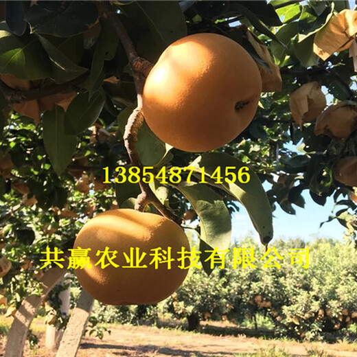 1年晚熟梨树苗种植介绍