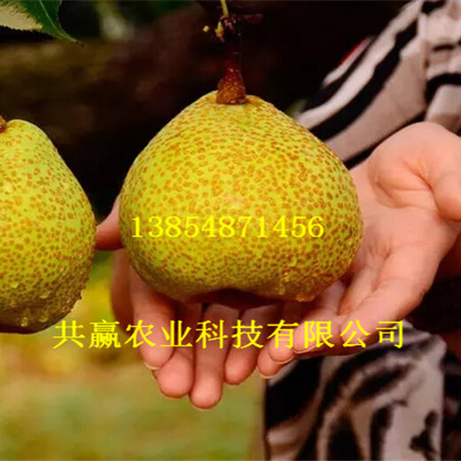 1年6月成熟梨树苗主产区批发价格