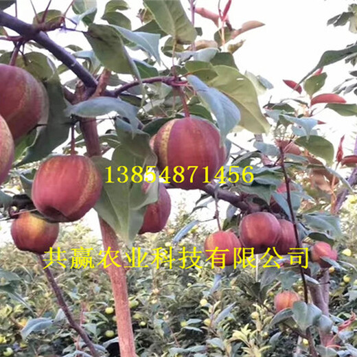 新品种梨树多少钱卖一棵、3-5公分新品种梨树多少钱卖一棵