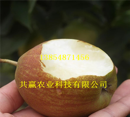 福建漳州晚熟梨树苗一亩土地种植多少棵
