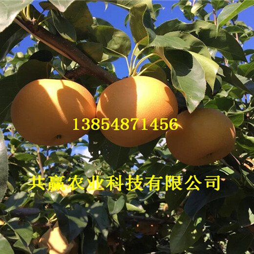 西藏林芝新品种梨树亩产多少斤