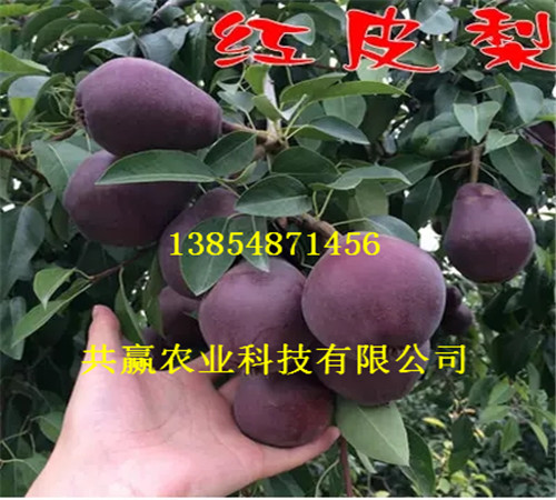 湖南永州新品种梨树有发展前景吗