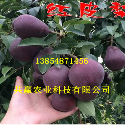 3年新品种梨树新品种价格