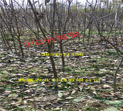 西藏林芝新品种梨树亩产多少斤
