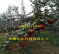 湖北荆州新品种梨树育苗基地在哪里