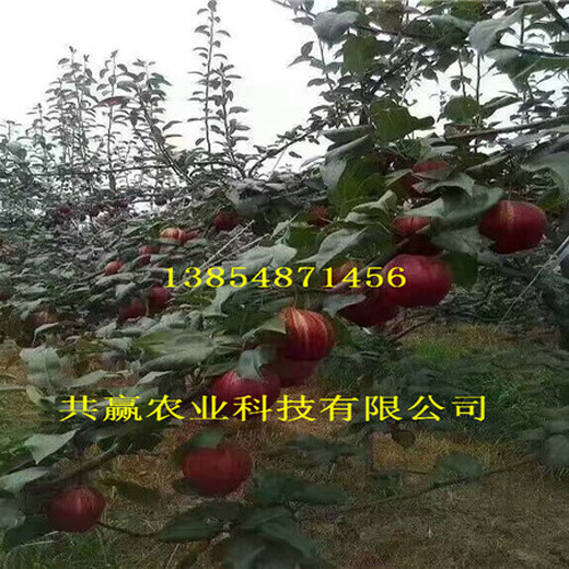 2年6月成熟梨树苗批发价格
