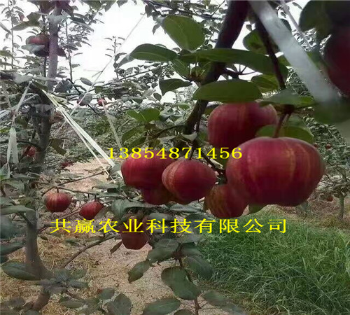 广东中山晚熟梨树苗附近哪里有卖的
