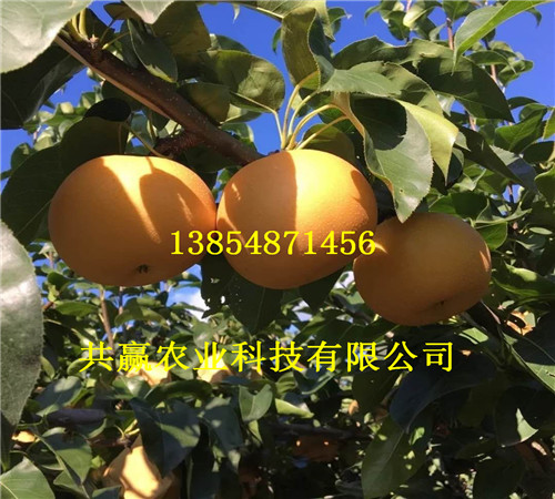 3-5公分秋月梨树苗主产区价格