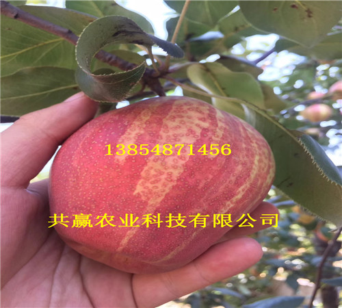 5年新品种梨树主产区批发价格