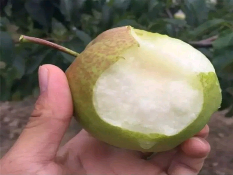 1公分6月成熟梨树苗栽种技术