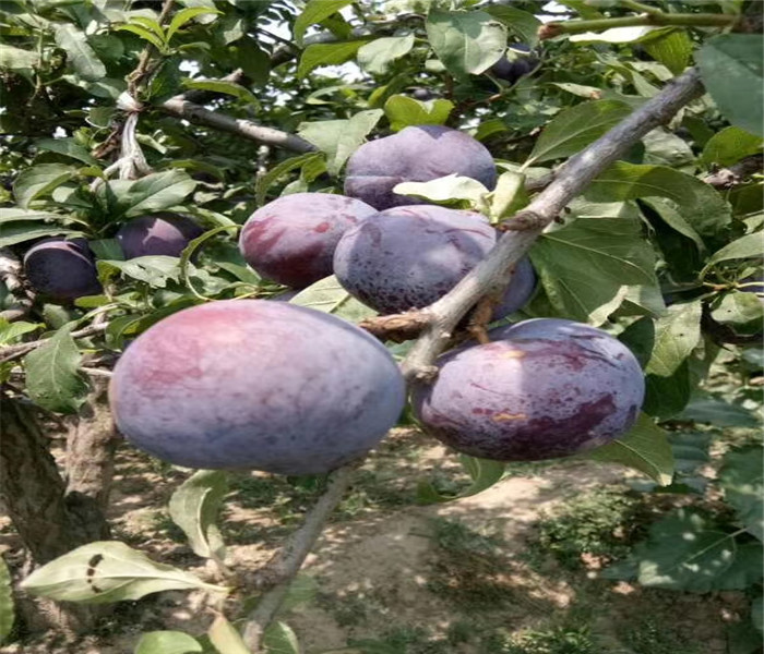 3年脆红李子树苗树苗地方有