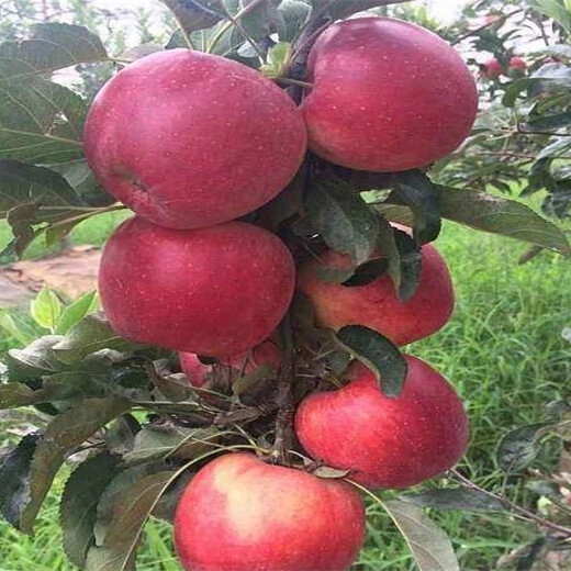 3年烟富苹10果树苗主产区售价