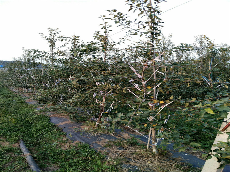 挂果烟富苹10果树苗这里卖的价格