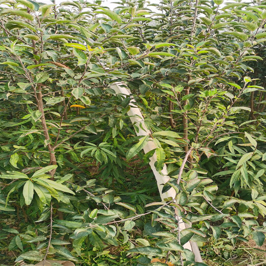 2公分烟富苹0果树苗产量和栽种技术