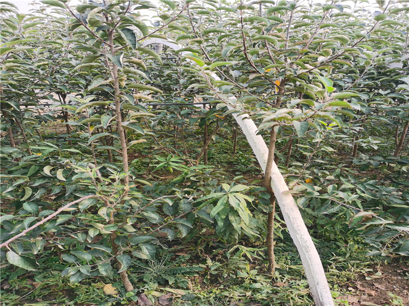 2公分烟富苹0果树苗产量和栽种技术