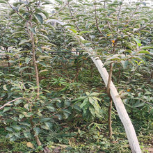 5年短枝苹果树苗这里卖的价格图片