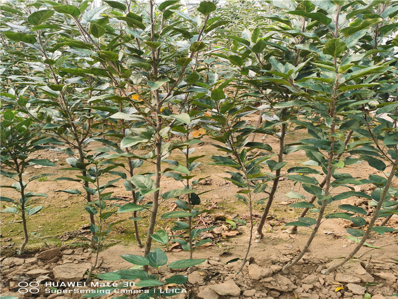 2公分烟富苹0果树苗树苗地方有