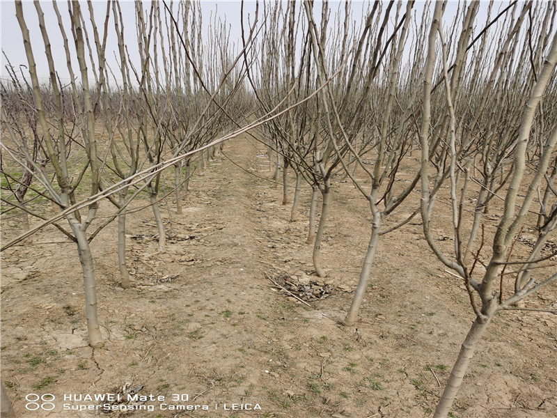1年烟富苹10果树苗产量和栽种技术