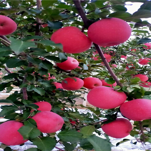 挂果烟富苹10果树苗产量和栽种技术