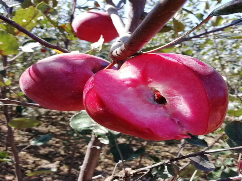 挂果烟富苹10果树苗产量和栽种技术