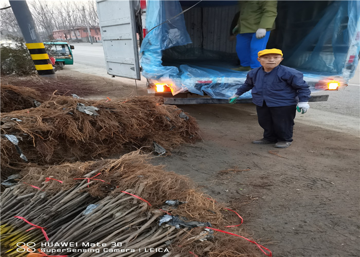 3年布兰瑞克无花树苗主产区价格