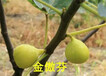 3年无花果苗批发价格